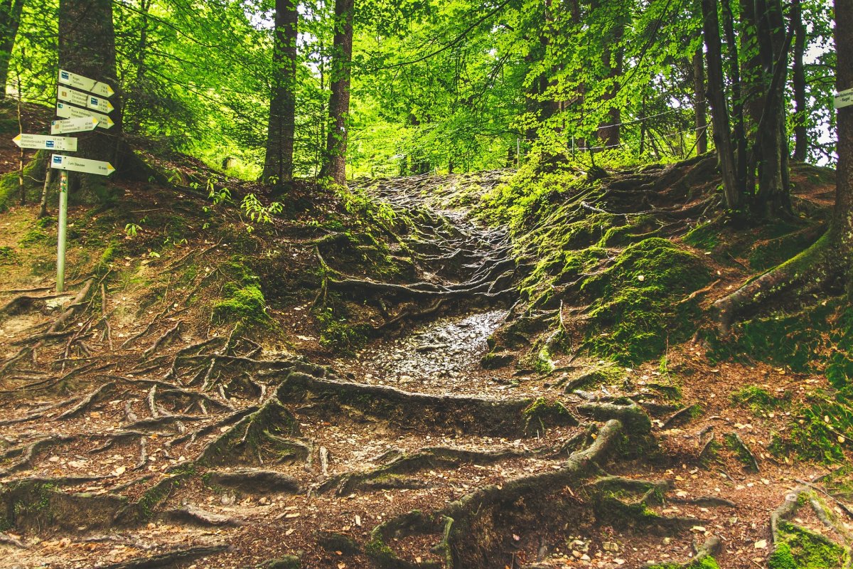  Rooted and Built Up 